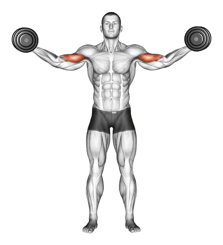 Dumbbell High Curl, Male demonstration, Start