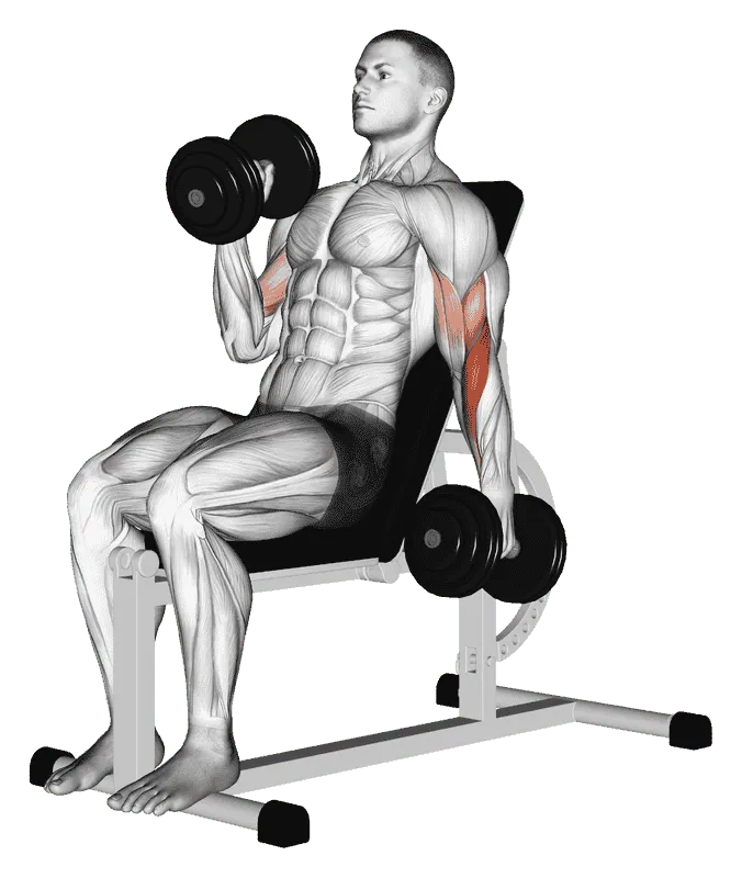 Dumbbell Incline Alternate Hammer Curl
