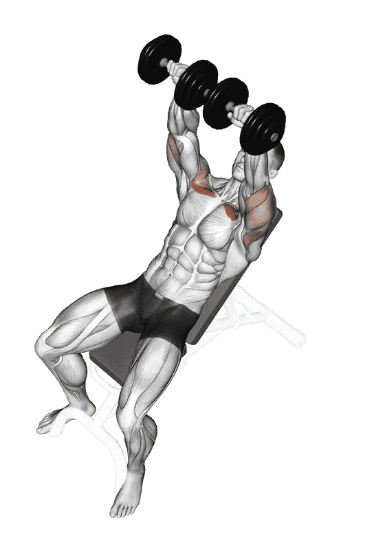 Dumbbell Incline Bench Press