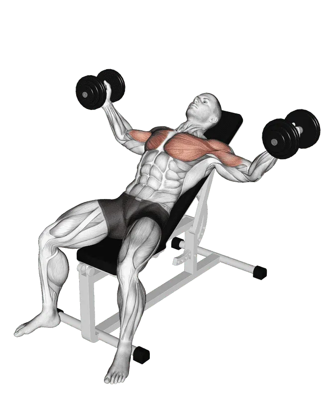 Dumbbell Incline Fly