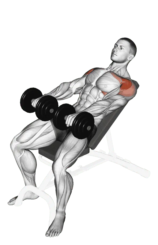 Dumbbell Incline Front Raise