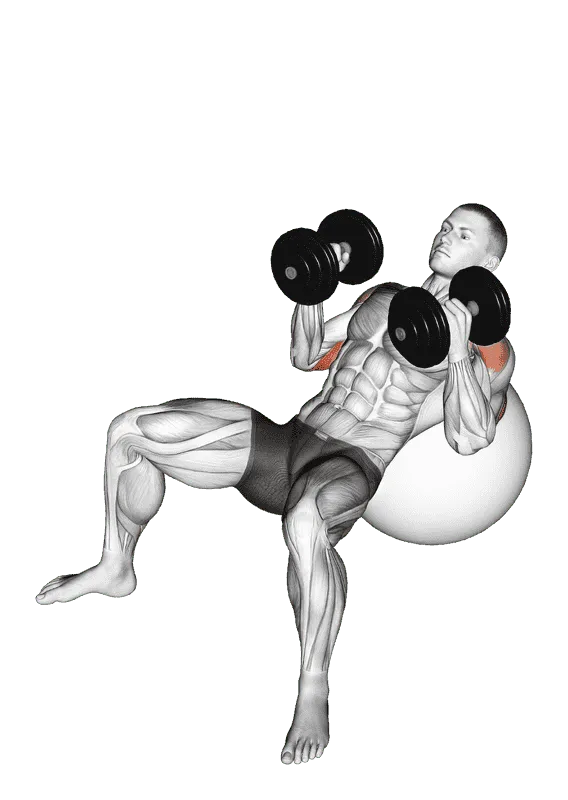 Dumbbell Incline Hammer Press on Exercise Ball