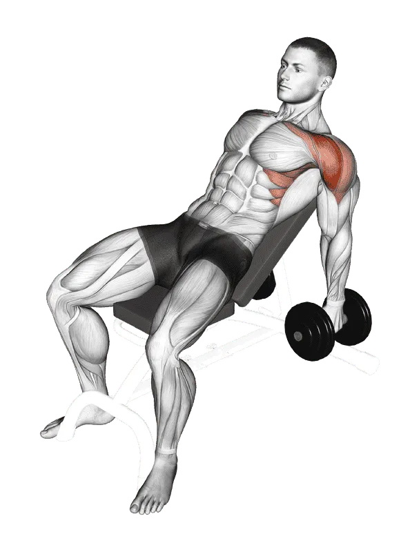 Dumbbell Incline Raise