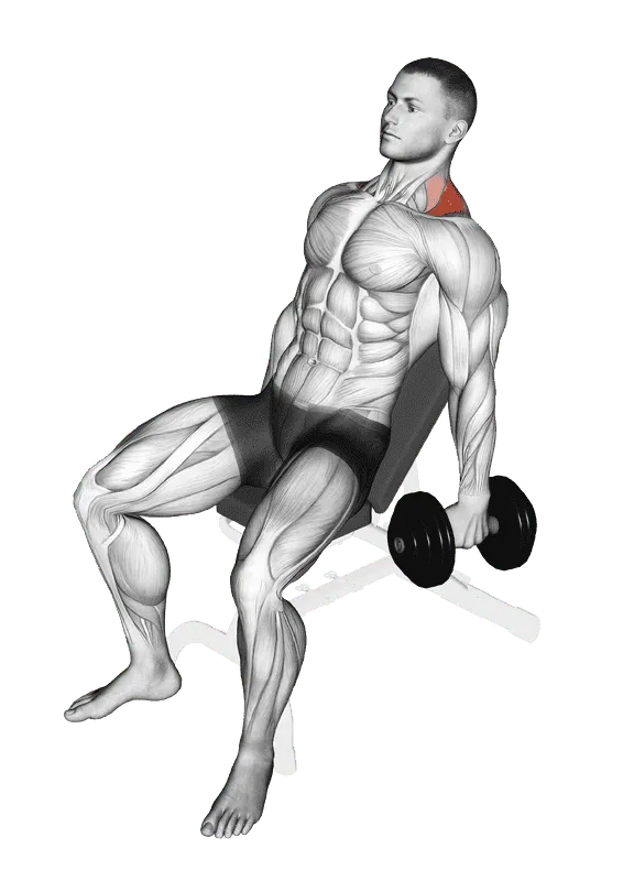 Dumbbell Incline Shrug