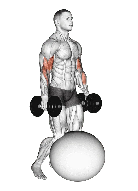 Dumbbell Kneeling Bicep Curl on Exercise Ball, Male demonstration, Start