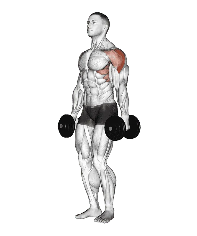 Dumbbell Lateral Raise