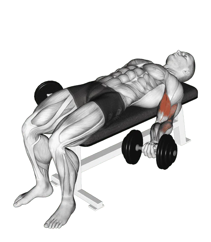 Dumbbell Lying Supine Biceps Curl