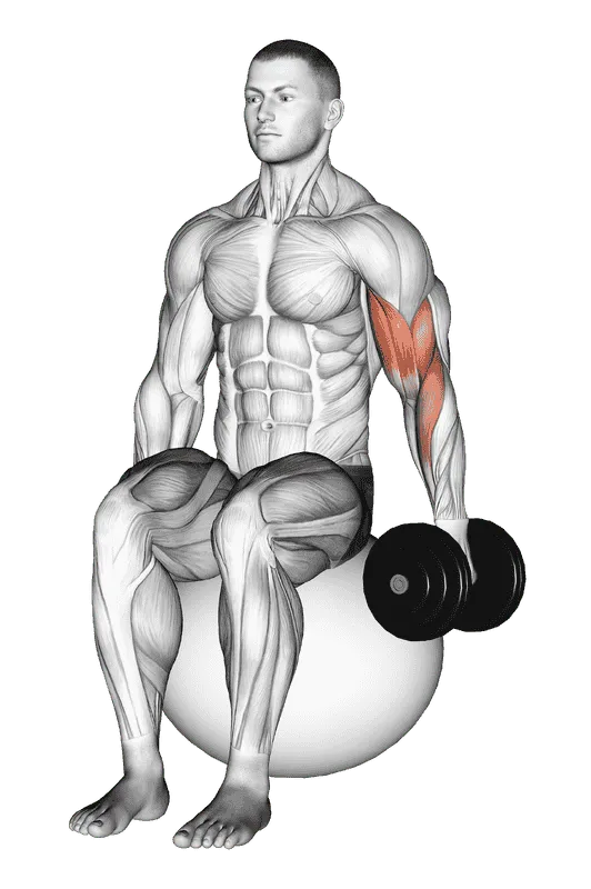 Dumbbell One-Arm Seated Bicep Curl on Exercise Ball