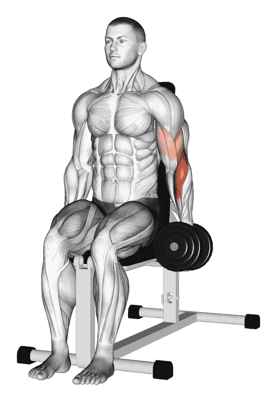 Dumbbell One-Arm Seated Hammer Curl