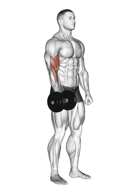 Dumbbell One-Arm Standing Curl, Male demonstration, Start