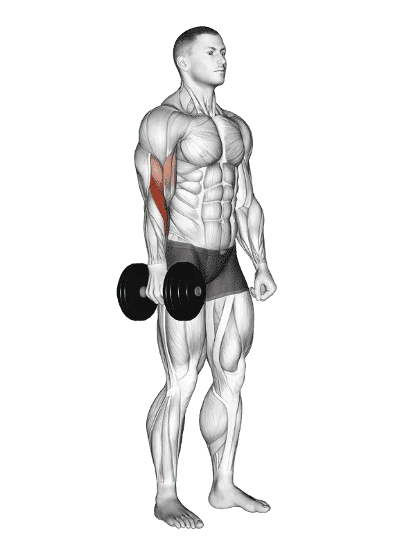 Dumbbell One-Arm Standing Hammer Curl, Male demonstration, Start