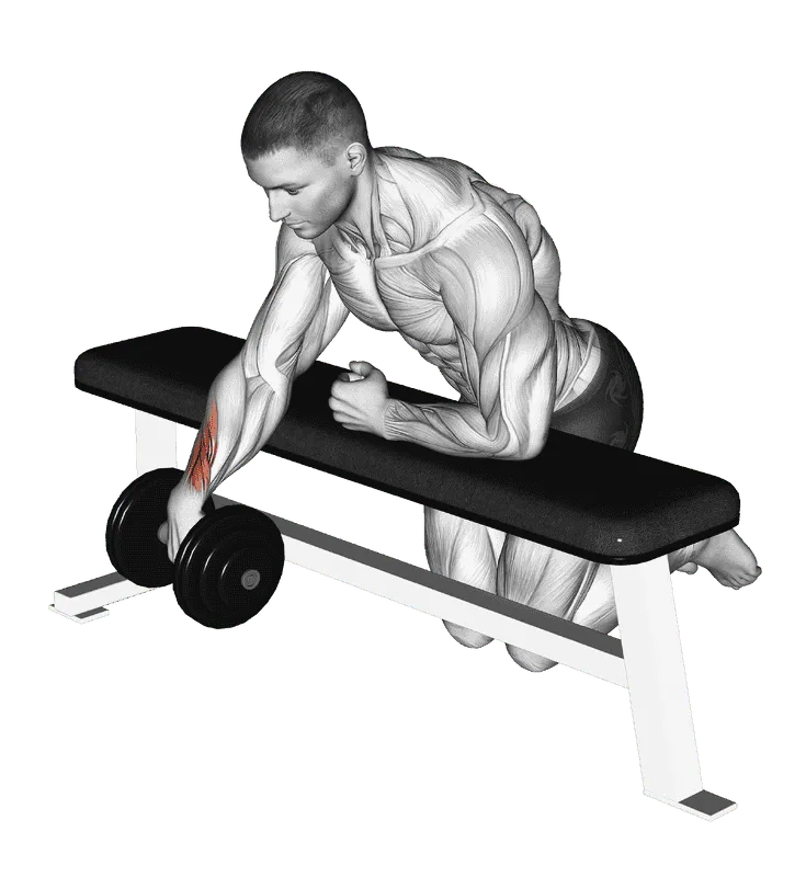 Dumbbell Over Bench One Arm Wrist Curl, Male demonstration, Start