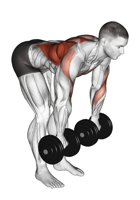 Dumbbell Palm Rotational Bent-Over Row