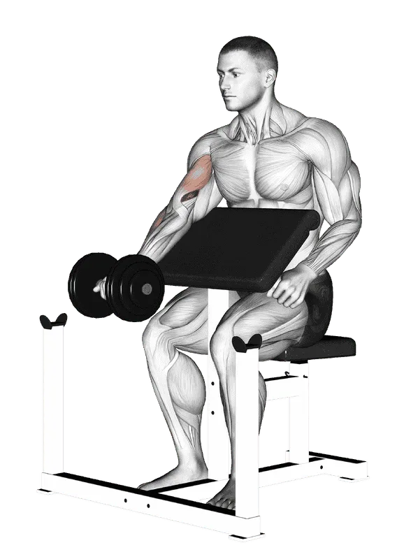 Dumbbell Preacher Curl