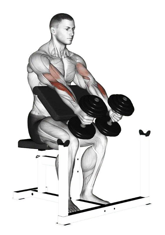 Dumbbell Preacher Hammer Curl