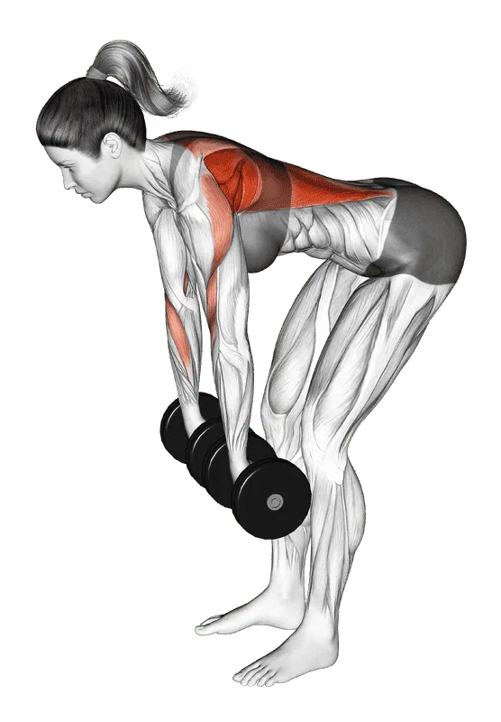Dumbbell Pronated Grip Row
