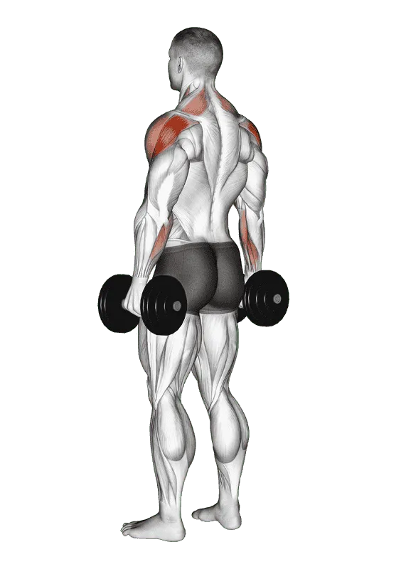 Dumbbell Rear Delt Raise