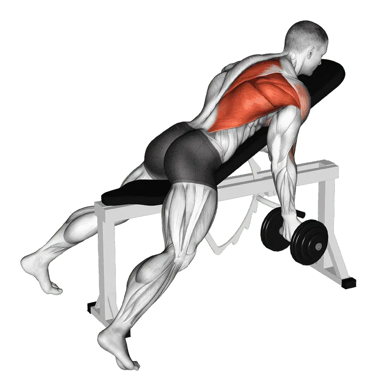 Dumbbell Reverse Grip Incline Bench One Arm Row