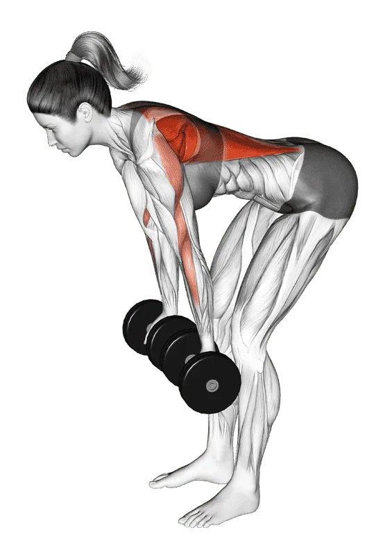 Dumbbell Reverse Grip Row