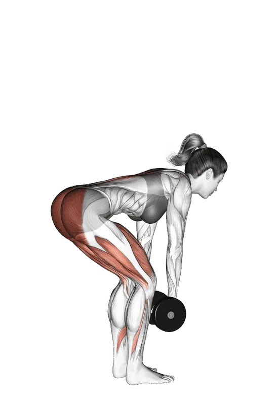 Dumbbell Romanian Deadlift, Female demonstration, Start