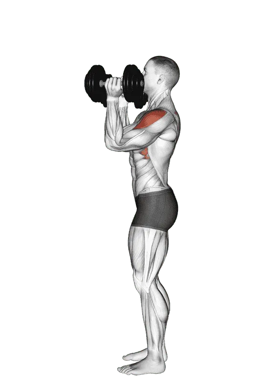 Dumbbell Scott Press, Male demonstration, Start