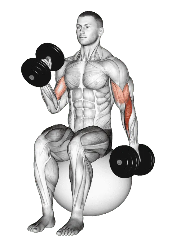 Dumbbell Seated Alternate Hammer Curl on Exercise Ball