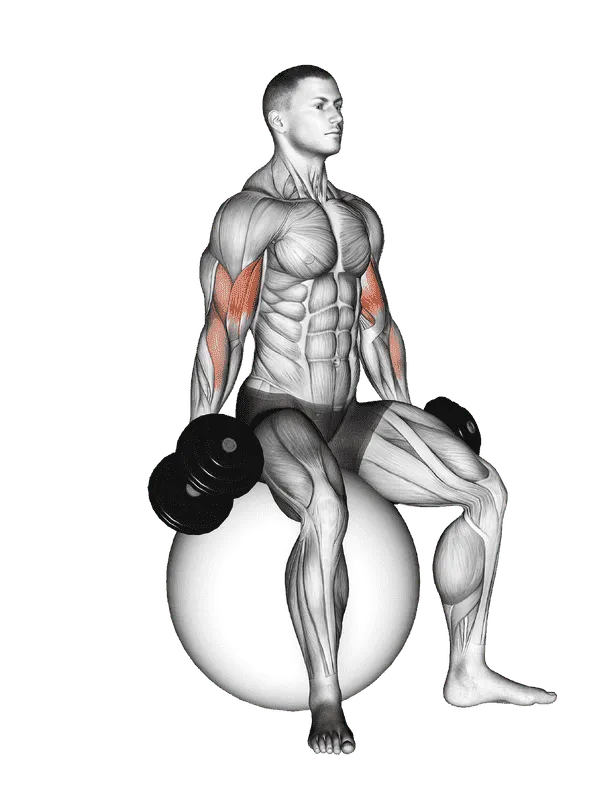 Dumbbell Seated Biceps Curl (on stability ball)