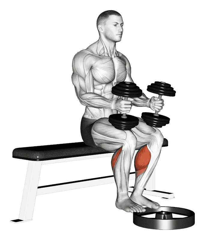 Dumbbell Seated Calf Raise