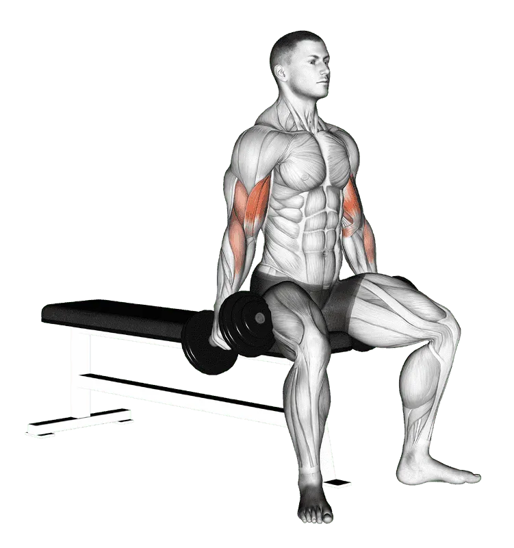 Dumbbell Seated Curl