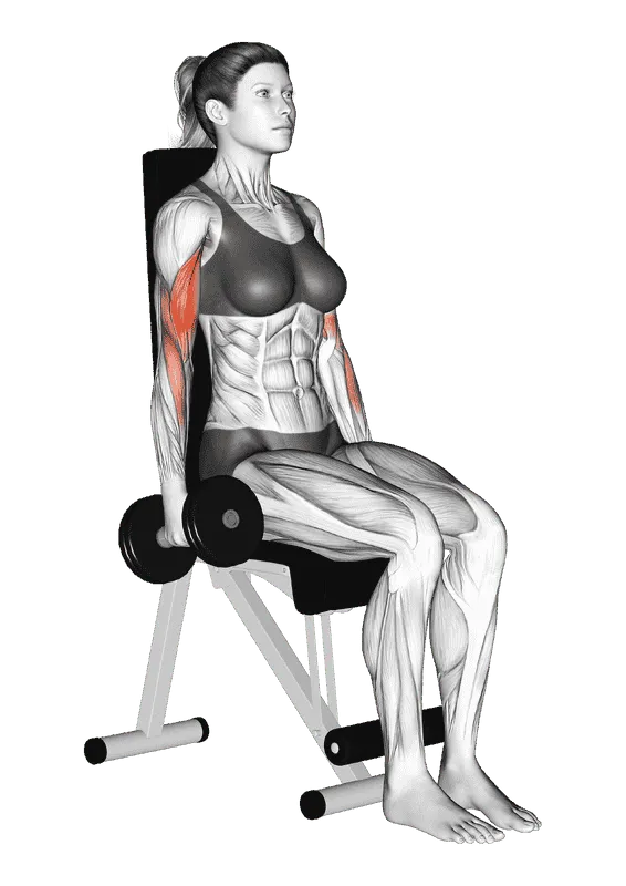 Dumbbell Seated Curl, Female demonstration, Start