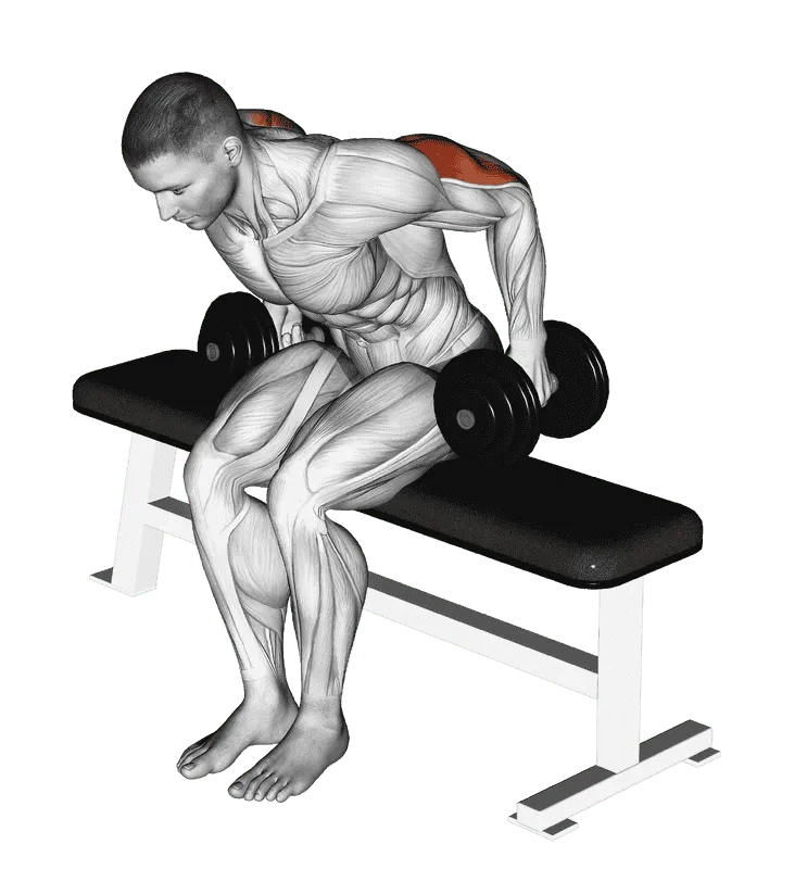 Dumbbell Seated Kickback, Male demonstration, Start