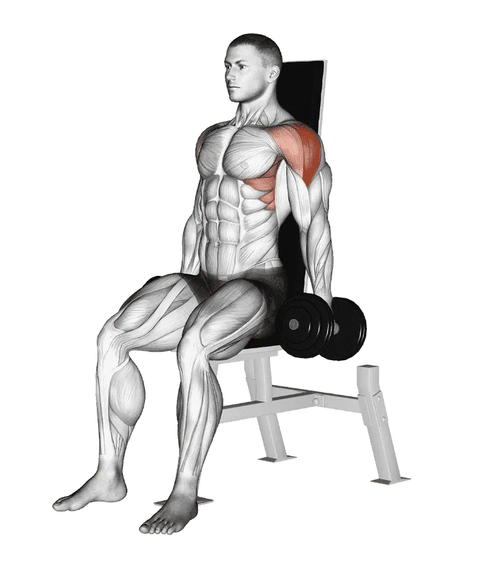 Dumbbell Seated Lateral Raise, Male demonstration, Start