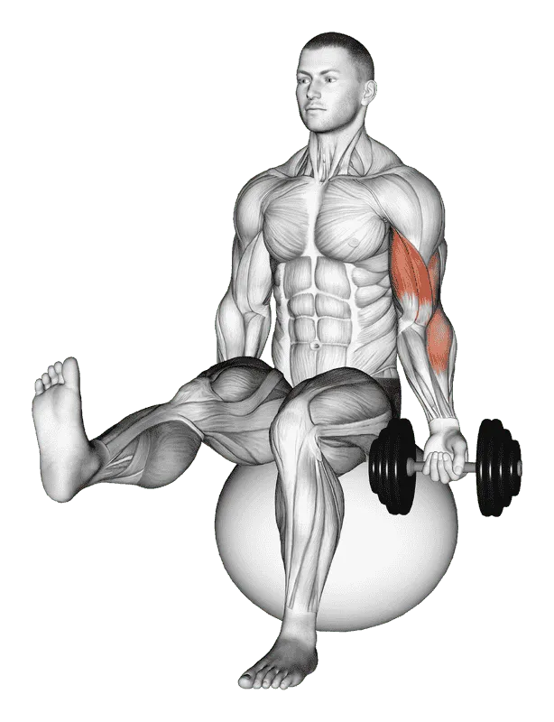Dumbbell Seated One-Arm Bicep Curl on Exercise Ball with Leg Raised