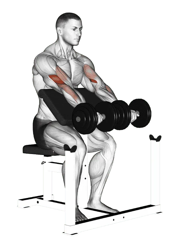Dumbbell Seated Preacher Curl