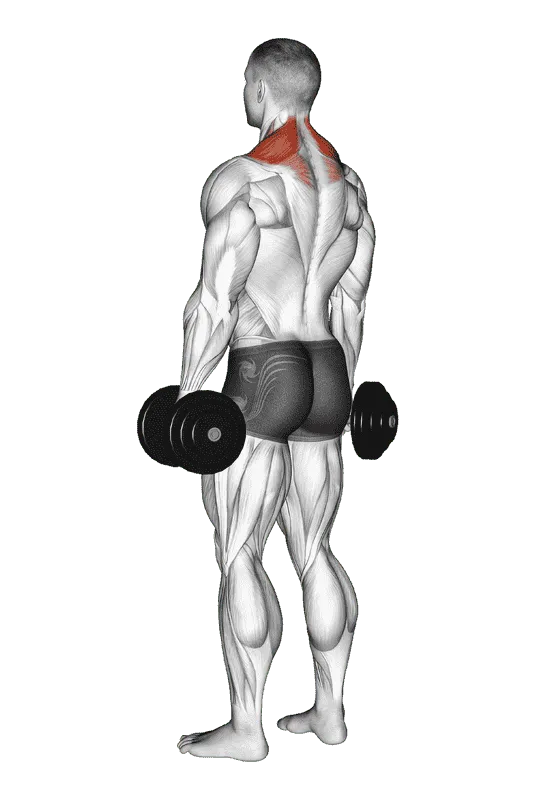 Dumbbell Shrug