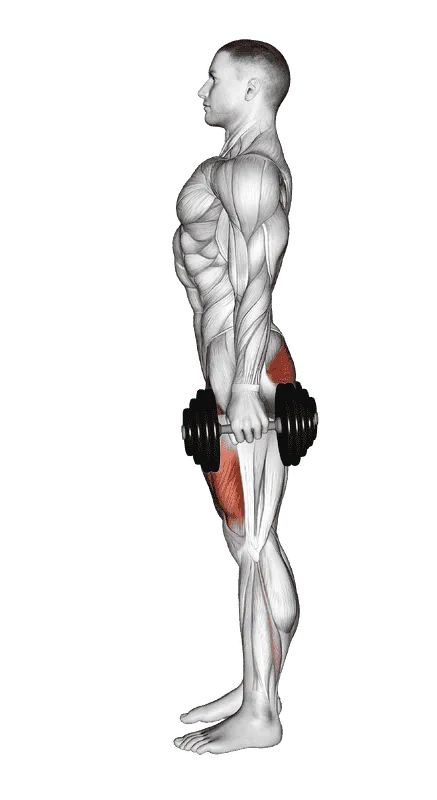 Dumbbell Squat