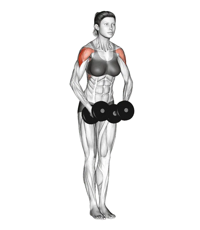 Dumbbell Standing Bent Arm Lateral Raise