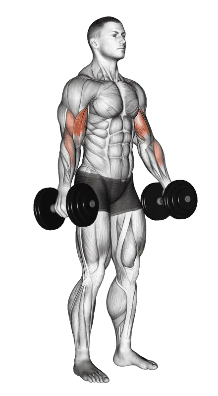 Dumbbell Standing Biceps Curl