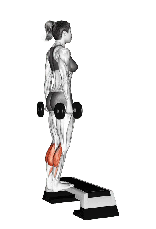 Dumbbell Standing Calf Raise, Female demonstration, Start