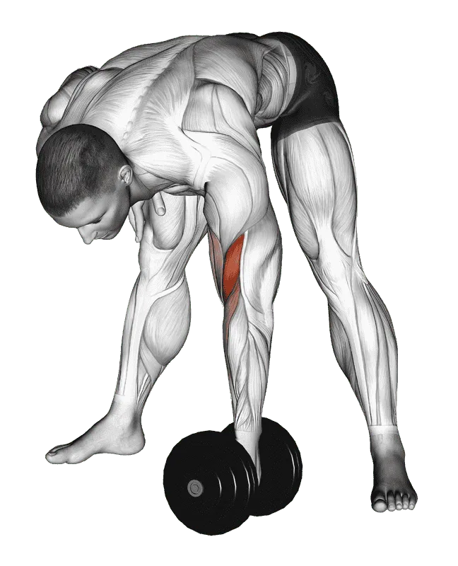 Dumbbell Standing Concentration Curl