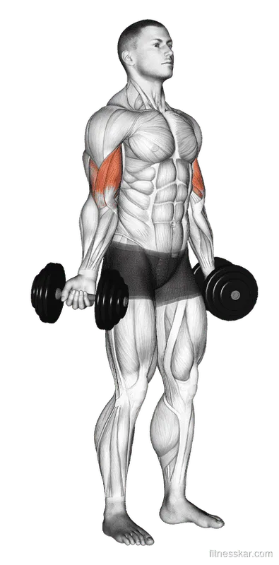 Dumbbell Standing Inner Biceps Curl