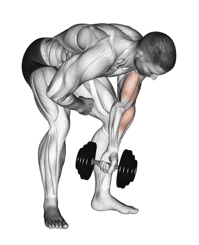 Dumbbell Standing One-Arm Concentration Curl