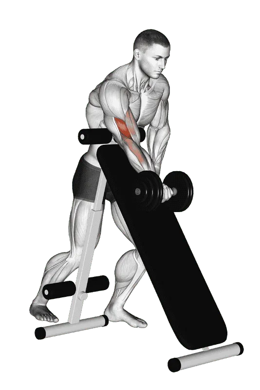 Dumbbell Standing One-Arm Curl (Over Incline Bench), Male demonstration, Start