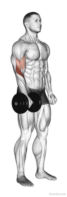 Dumbbell Standing One-Arm Reverse Curl