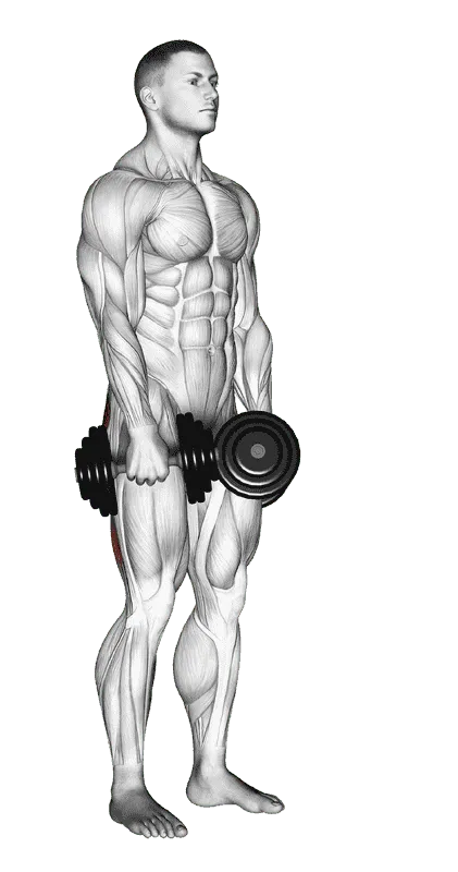 Dumbbell Stiff-Leg Deadlift