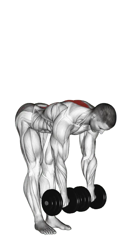Dumbbell Straight Leg Deadlift