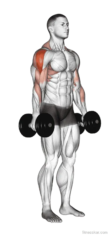 Dumbbell Upright Row