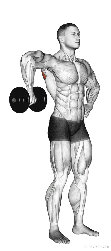 Dumbbell Upright Shoulder External Rotation