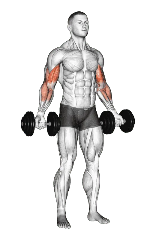 Dumbbell Zottman Curl