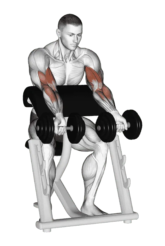 Dumbbell Zottman Preacher Curl, Male demonstration, Start